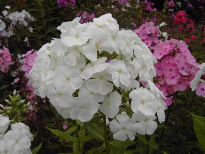 PICT9408.JPG