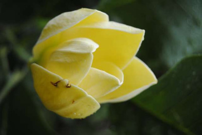 yellow_b.JPG