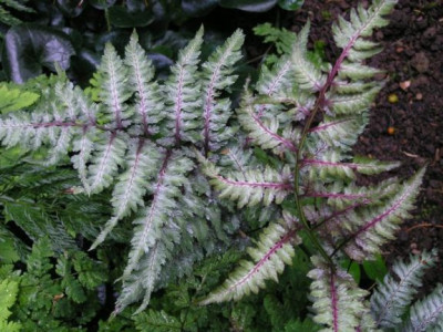 Athyrium_niponicum_metallicum_Kind.jpg