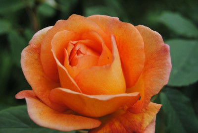 rosen_018.JPG