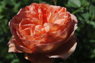 iris_075.JPG
