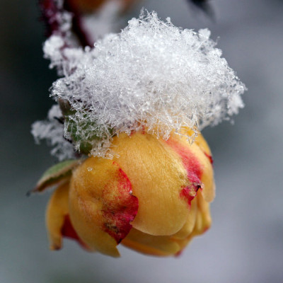 Winterrose-1.jpg
