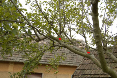 Apfelbaumschnitt_09_Vorschlag.jpg