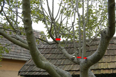 Apfelbaumschnitt_11_Vorschlag.jpg