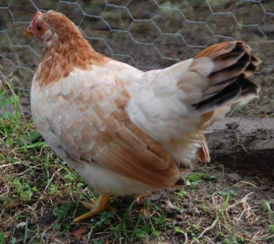hiuchiga_C_9258b.jpg