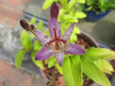 unbekannte_Blume.jpg