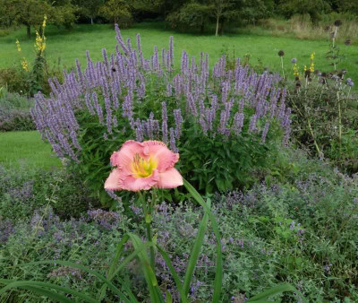 Agastache_Blue_Fortune2.jpg