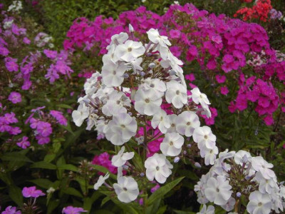 PICT9417-002.JPG