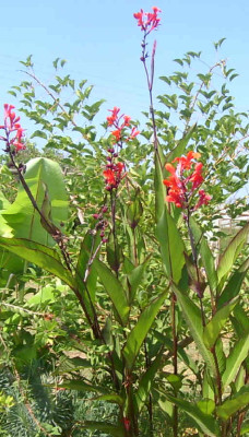 Cannaspeciosa.jpg