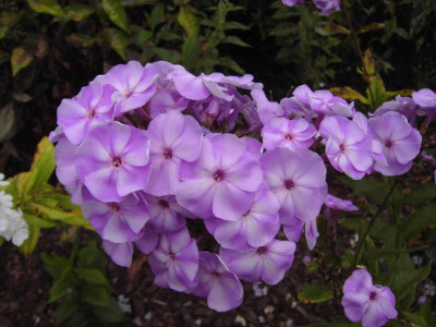 PICT9413.JPG