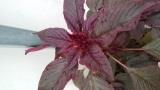 20140826_074133.jpg