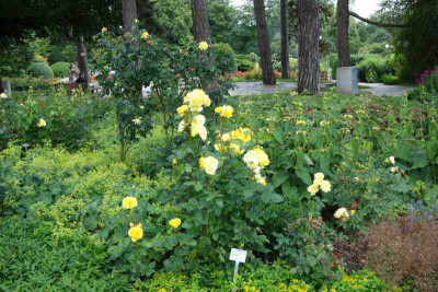 Rosarium3a.jpg