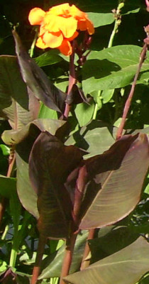 cannarotlaubig.jpg