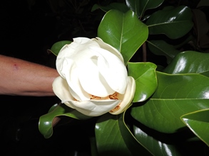 DSCN1646.JPG