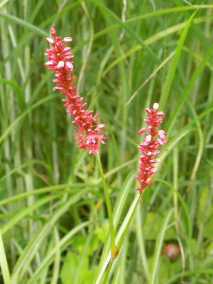Persicaria_Pink_Elephant.jpg