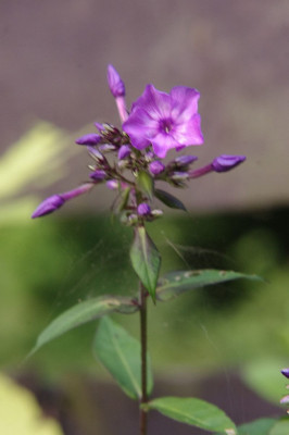 IMGP9183.jpg
