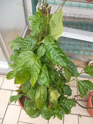 passifloraedulis.jpg