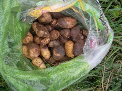 Kartoffelngeerntet.jpg