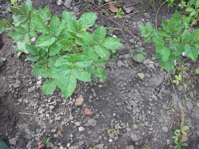 Kartoffelngruen.jpg