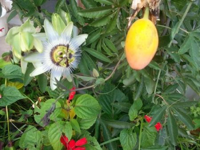 BluetemitFrucht.jpg