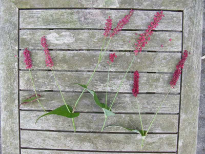 Persicaria_Kopie.jpg