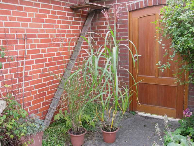 Miscanthus_Samling_Kopie.jpg