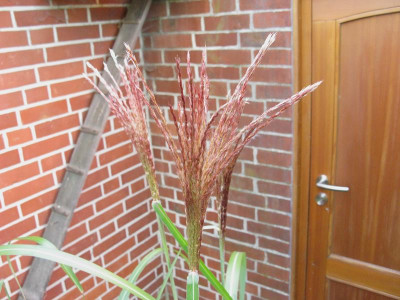 Miscanthus_Samling_Blute_Kopie.jpg