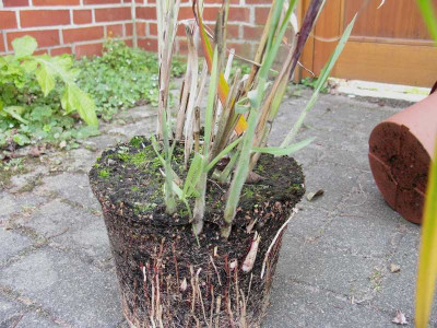 Miscanthus_Samling_Wurzel_Kopie.jpg