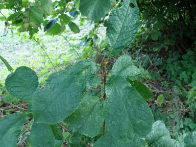 P8275271gs.jpg
