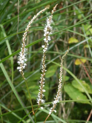 Persicaria_Alba.jpg