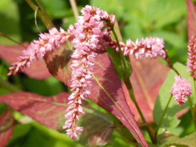 Persicaria_Pink_Elephant1.jpg