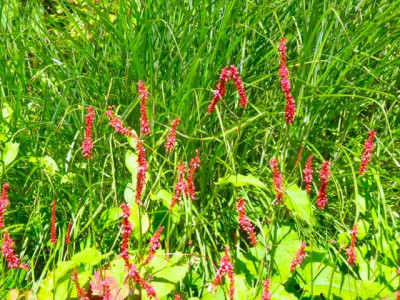 Persicaria_Superbum.jpg