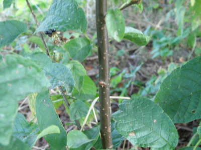 P8275278sg.jpg