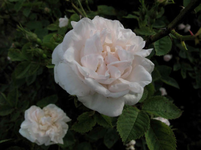 princessedelamballe143bs.jpg