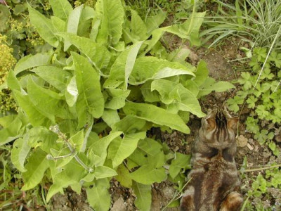 salvia_dolichanta_horst.jpg