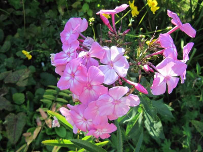 Phlox_Freude_ohne_Ende_140828.jpg
