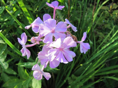 Phlox_Fliederspiegel_140828.jpg