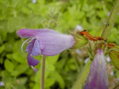 salvia_dolichanta.jpg