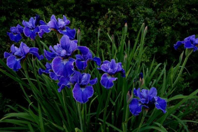 Iris_sibirica_-_Berlin_Ruffles.jpg
