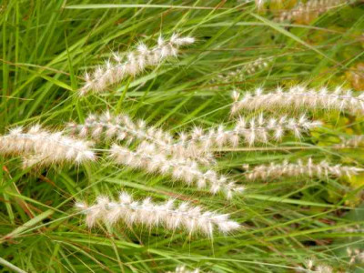 Pennisetum_orientale.jpg