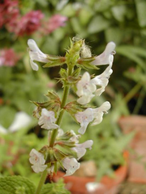 salvia_nilotica.jpg