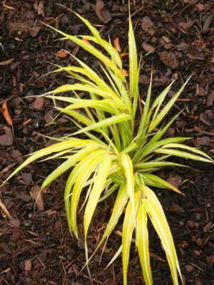 Hakonechloa_Stripe_it_Riche.jpg