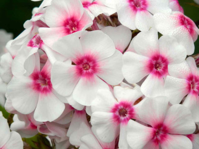 Phlox_Kirmesla776ndler.jpg