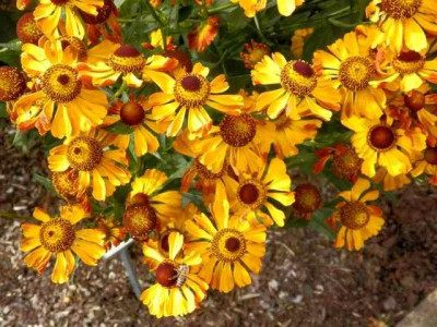 Helenium_Rauchtopas.jpg