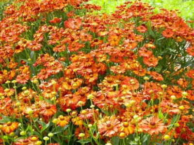 Helenium_Kupferziegel.jpg