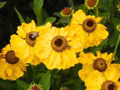 Helenium_El_Dorado.jpg