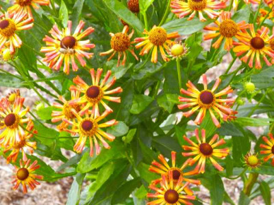 Helenium_Loysder_Wieck.jpg