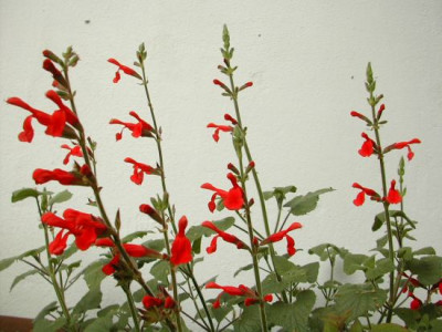 salvia_darcyi.jpg