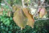 DSC_6638.JPG