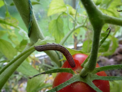 tomaten-raupe-1.jpg